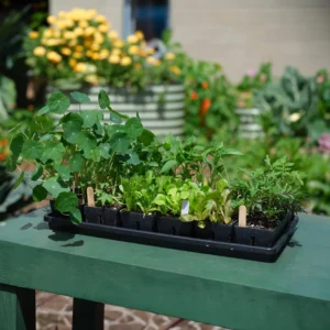 The Essential Seed Starting Kit