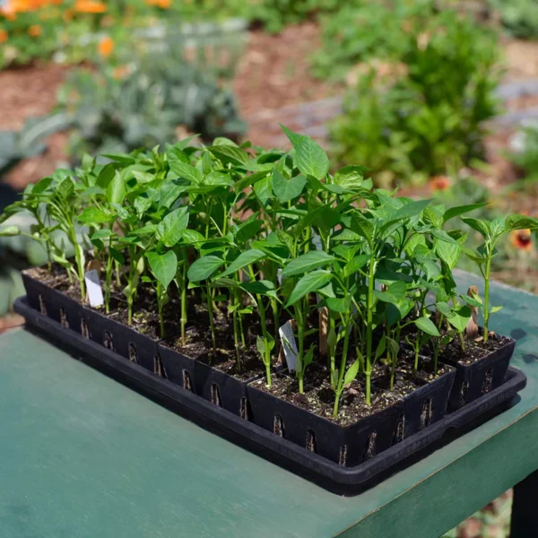 The Essential Seed Starting Kit - Image 9